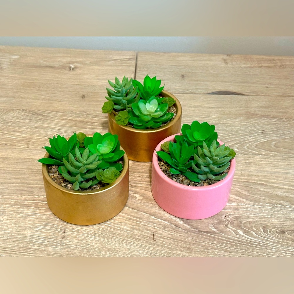 Succulent Decor
